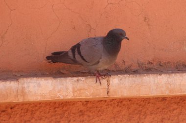 Kaya Güvercini ya da Kaya Güvercini Yaklaş