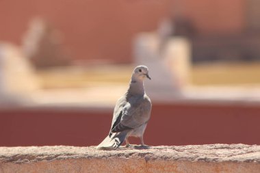 Avrasyalı yakalı güvercin bir evin tepesinde duruyor.
