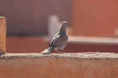Avrasyalı yakalı güvercin bir evin tepesinde duruyor.
