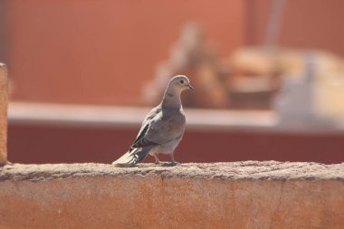 Avrasyalı yakalı güvercin bir evin tepesinde duruyor.