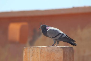 Evin tepesinde duran bir kaya güvercini yakın plan görüntüsü.