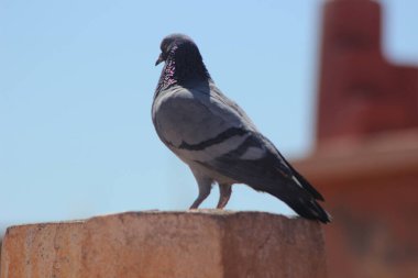 Evin tepesinde duran bir kaya güvercini yakın plan görüntüsü.