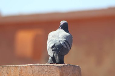 Evin tepesinde duran bir kaya güvercini yakın plan görüntüsü.