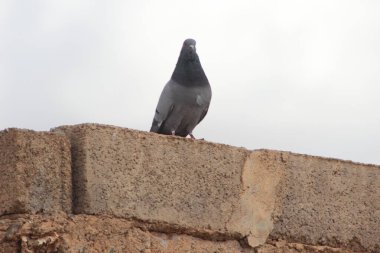 Çatıda duran bir kaya güvercini ya da kaya güvercini.