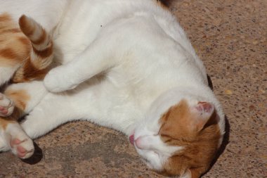 Beyaz kedi yerde yatıyor.