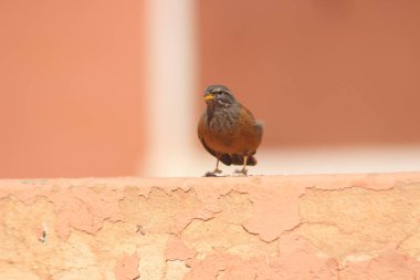 Serçe, çatıya tünemiş.