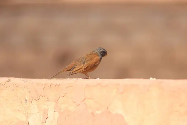 Serçe, çatıya tünemiş.