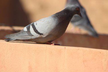 Kaya güvercini bir evin tepesine tünemiş, Kaya güvercini Yakından, Kaya güvercini Yakından, Güvercinler