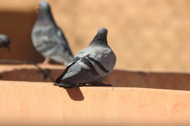 Kaya güvercini bir evin tepesine tünemiş, Kaya güvercini Yakından, Kaya güvercini Yakından, Güvercinler