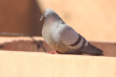 Kaya güvercini bir evin tepesine tünemiş, Kaya güvercini Yakından, Kaya güvercini Yakından, Güvercinler