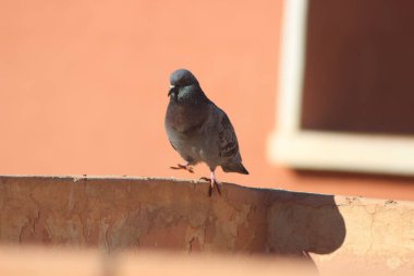 Kaya güvercini bir evin tepesine tünemiş, Kaya güvercini Yakından, Kaya güvercini Yakından, Güvercinler
