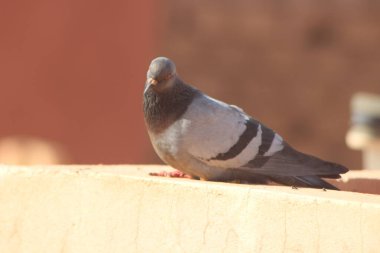 Kaya güvercini bir evin tepesine tünemiş, Kaya güvercini Yakından, Kaya güvercini Yakından, Güvercinler