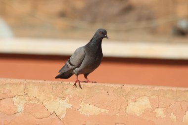 Kaya güvercini bir evin tepesine tünemiş, Kaya güvercini Yakından, Kaya güvercini Yakından, Güvercinler