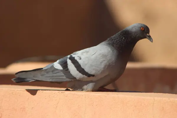 Kaya güvercini bir evin tepesine tünemiş, Kaya güvercini Yakından, Kaya güvercini Yakından, Güvercinler