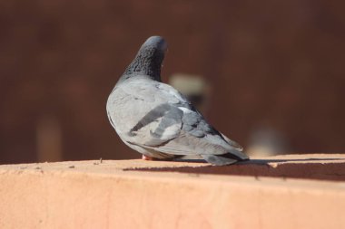 Kaya güvercini ya da kaya güvercini yakın çekim, ortak güvercin.