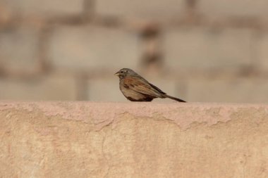 Kahverengi Ev Serçesi Yaklaş