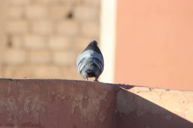 Kaya Güvercini Yaklaş, Kaya Güvercini
