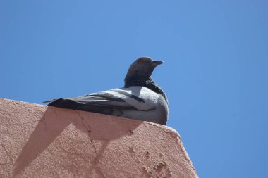 Kaya güvercini yakın çekim