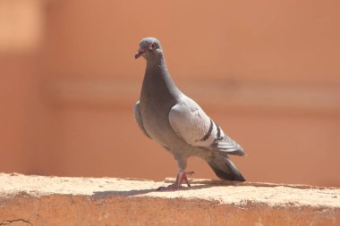 Kaya güvercini yakın çekim