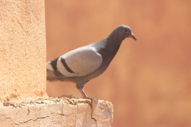 Kaya güvercini yakın çekim