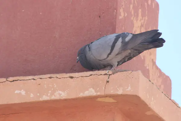 Kaya güvercini yakın çekim