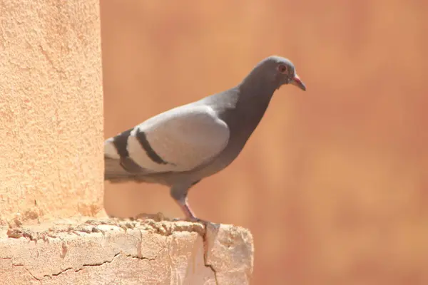 Kaya güvercini yakın çekim