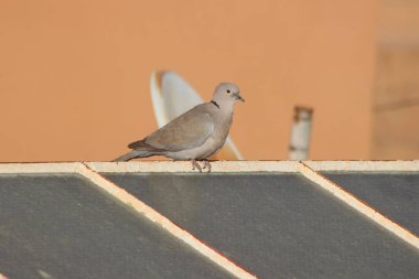 Yakalı bir güvercinin yakın çekimi.