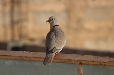 Yakalı bir güvercinin yakın çekimi.