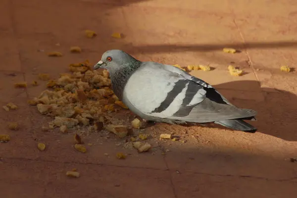 Kuru ekmek yiyen bir güvercinin yakın çekimi.