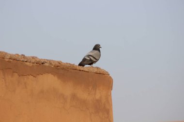 Güvercin bir evin tepesine tünemiş.