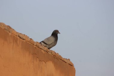 Güvercin bir evin tepesine tünemiş.