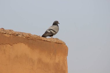 Güvercin bir evin tepesine tünemiş.