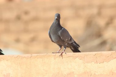 Bir kaya güvercininin yakın çekimi.
