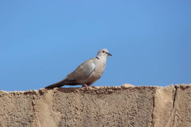 Yakalı güvercin bir evin tepesine tünemiş.
