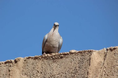 Yakalı güvercin bir evin tepesine tünemiş.