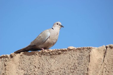Yakalı güvercin bir evin tepesine tünemiş.