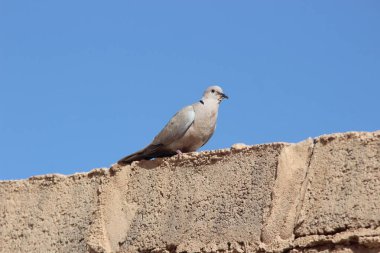 Yakalı güvercin bir evin tepesine tünemiş.