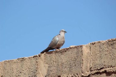 Yakalı güvercin bir evin tepesine tünemiş.