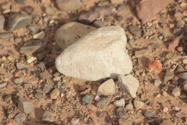 Yerde beyaz bir taşın yakın çekimi.