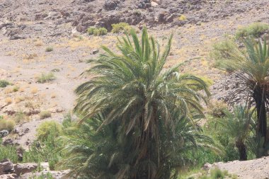 Çölde palmiye ağacı