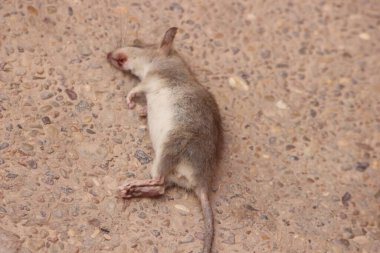 Dead rat on the ground