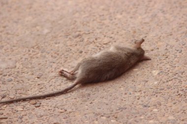 Dead rat on the ground