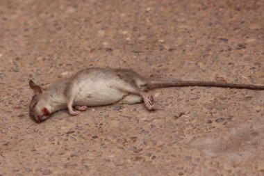 Dead rat on the ground