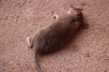 Dead rat on the ground