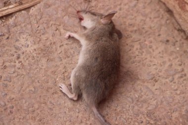 Dead rat on the ground