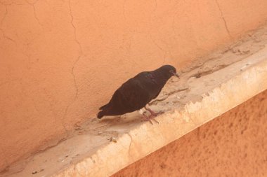 Bir çıkıntıya tünemiş siyah bir güvercin