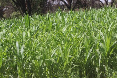 Uzun ve yeşil mısır tarlaları.