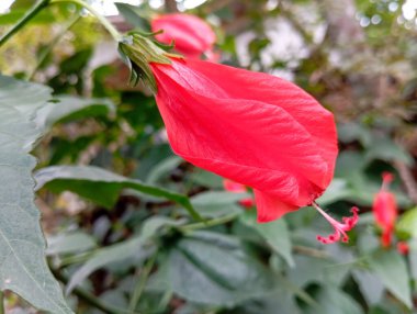 Bahçedeki kırmızı amber çiçeği