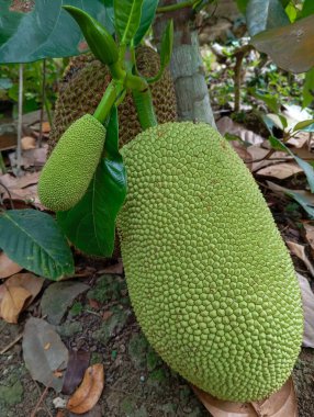 Jackfruit veya Artocarpus heterophyllus yerde meyve verir.