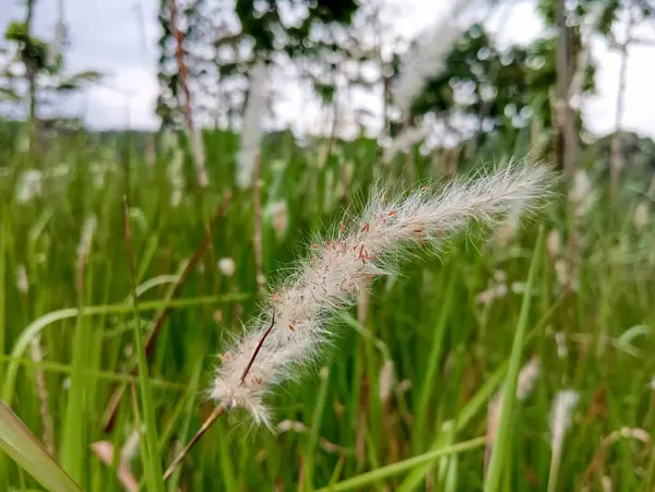 alang alang ya da Imperata silindiri, keskin yapraklı ve beyaz çiçekli bir çim.